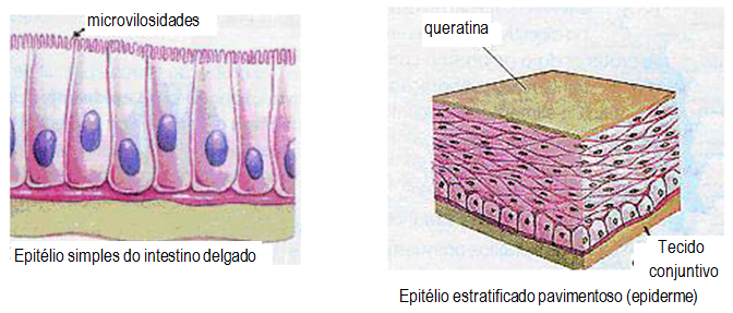 Questao Discursiva Comentada Sobre Tecido De Revestimento Do Pism