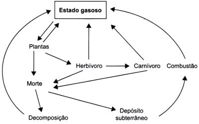 Enem 2016 (2ª aplicaçao) cobra Ciclo do Carbono