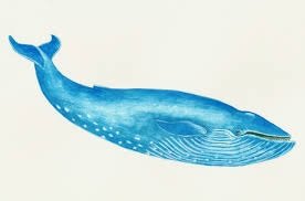 Jogo da Baleia Azul: Informações e prevenção