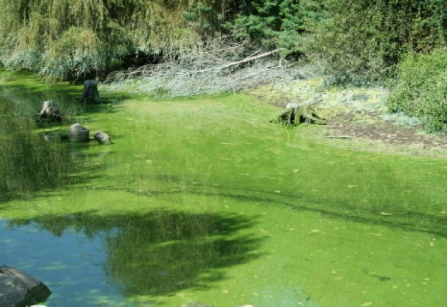 Questão comentada sobre eutrofização, da Unipê