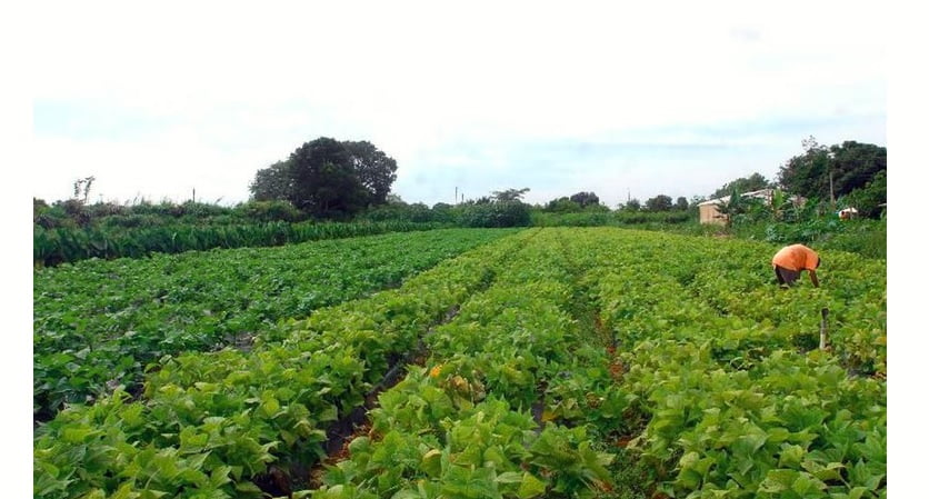 Agricultores do Nordeste terão consultoria agrícola por meio digital