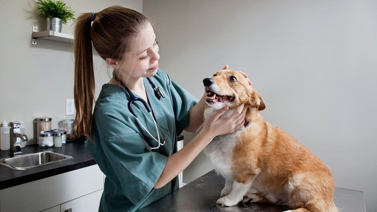 Carreira em Medicina Veterinária: 3 dicas para o sucesso