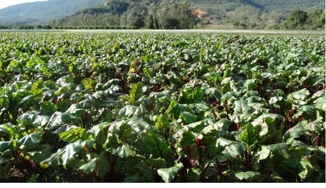 Programa Alimenta Brasil objetiva garantir renda e auxílio aos produtores rurais