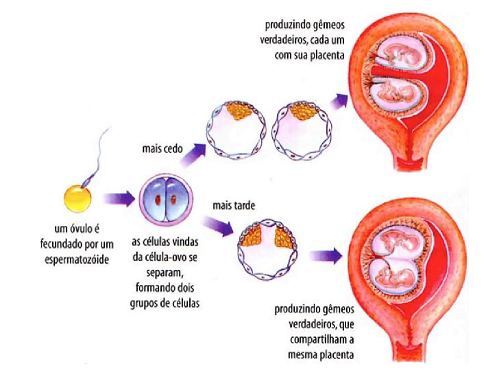 Cuando se implanta el ovulo fecundado