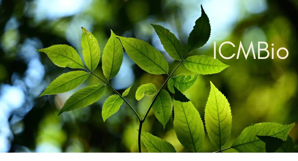 ICMBio-MMA: Conheça os cursos gratuitos oferecidos e como se inscrever
